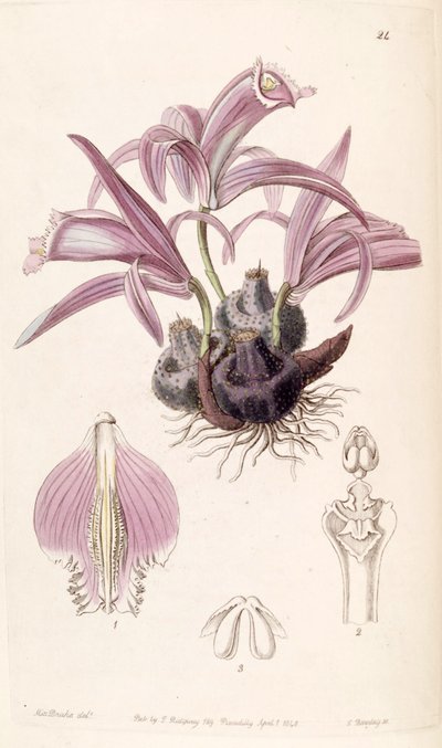 Pleione praecox da Miss Drake
